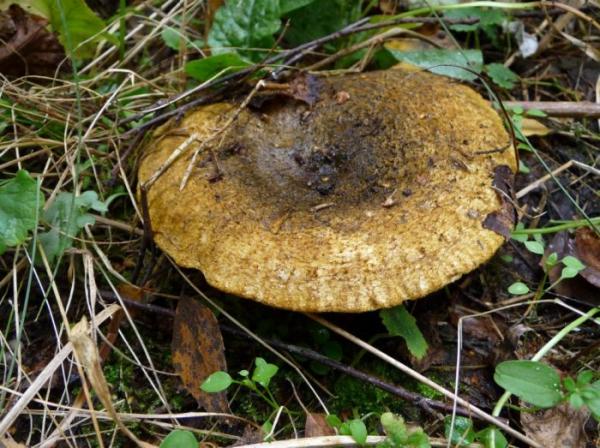 Черный гриб: 22 фото, описание, съедобен или нет, как выглядит и где искать