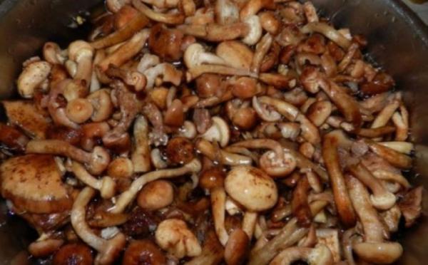 6 способов заморозить грибы на зиму: свежие, вареные, бланшированные, жареные, тушеные, икра