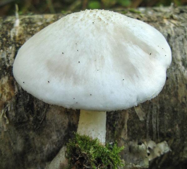 Как выглядит и где растет белый плетёный гриб, съедобный или нет, польза и вред, фото