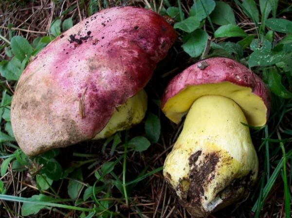 Белый сосновый или боровый гриб: фото, описание, где и когда растет, отзывы