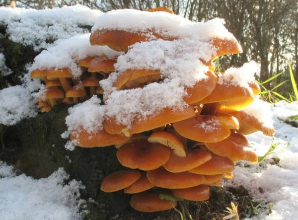 Как собирать грибы зимой, где найти и как вырастить дома