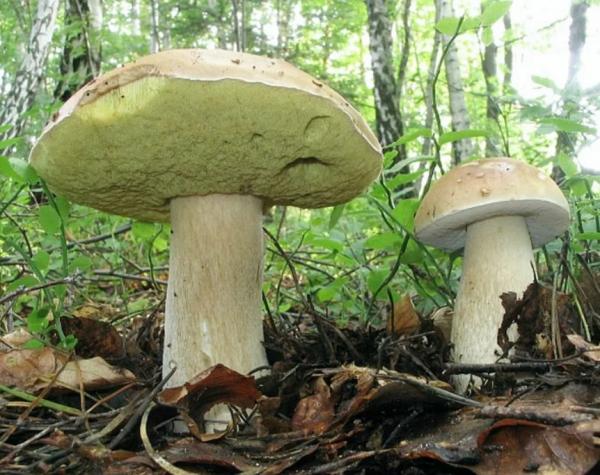 Где растут каменные грибы, где их искать, когда собирать + карта распространения