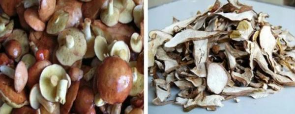 Польза и вред грибного масла, калорийность, применение в народной медицине + рецепты