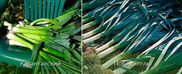 Как я сажал лук порей в Тверской области