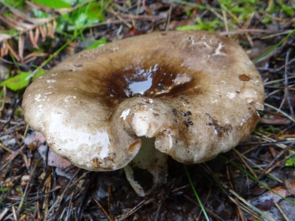 Черный гриб: 22 фото, описание, съедобен или нет, как выглядит и где искать
