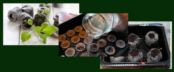 4 способа посеять баклажаны на рассаду с пошаговым описанием, все проверено