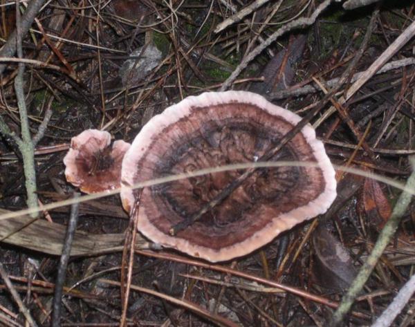 Еж гриб: описание, 130+ фото, 16 съедобных и несъедобных видов, где и когда растет