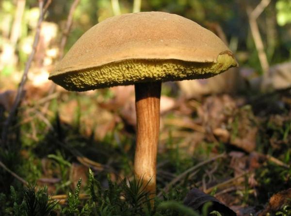 Полубелый гриб (подберезовик): 14 фото, описание, съедобные, рецепты, применение