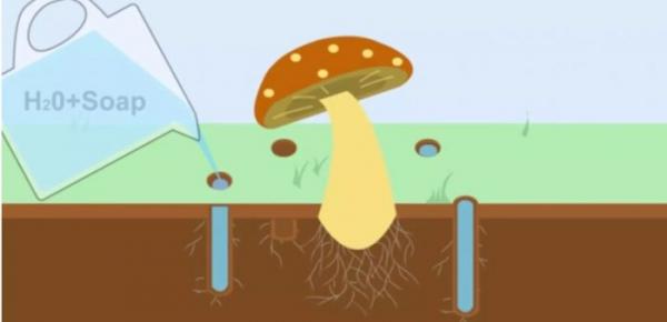 Как эффективно избавиться от грибка на газоне: 6 способов, 3 лекарства и советы