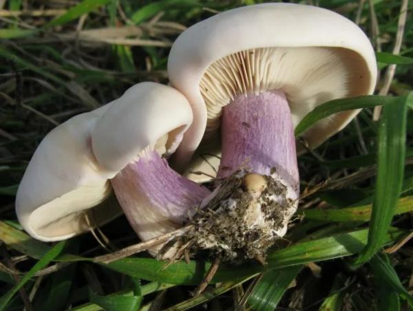 Вешенка степная: описание, 20+ фото, с каким грибом можно спутать, где и когда растет, рецепты