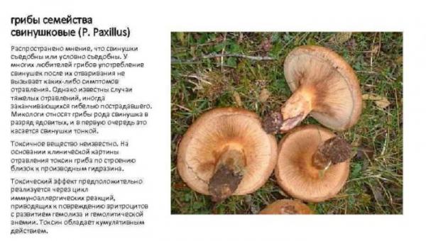 Как почистить белые грибы и подготовить их + 12 рецептов с фото, отзывами