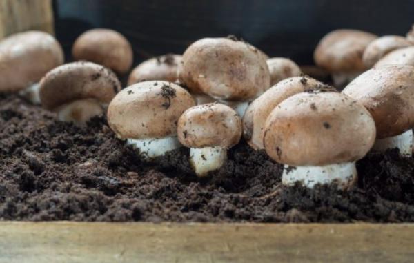Как вырастить белые грибы дома, на даче, на подоконнике + бизнес