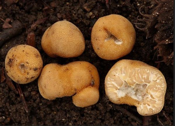 Где растут трюфели в России, регионы, таблицы с описанием грибов