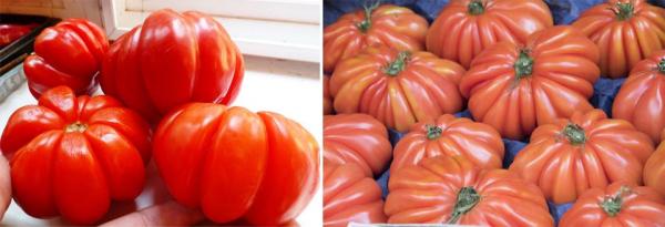 Урожайные сорта томатов для теплиц и открытого грунта