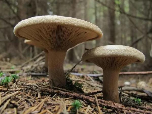 4 ложных гриба и как их отличить + грибы, похожие на грибы, фото и описание
