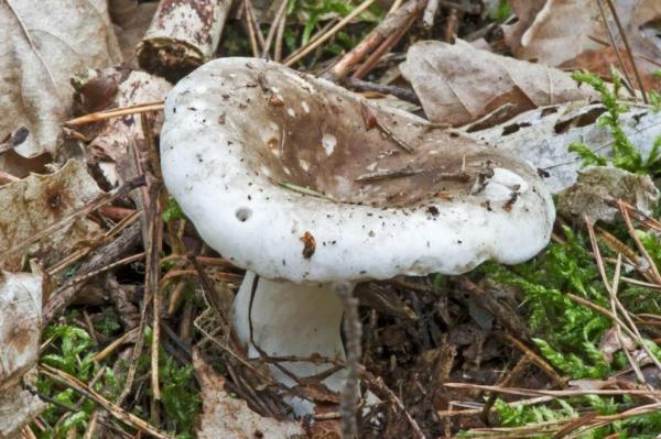 Сухой мухомор: 30+ фото, отзывы, описание, где и когда растет, похожие грибы, рецепты