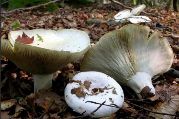 Подосиновик (топольный) гриб: описание, 60+ фото, съедобен ли он, 10 похожих грибов