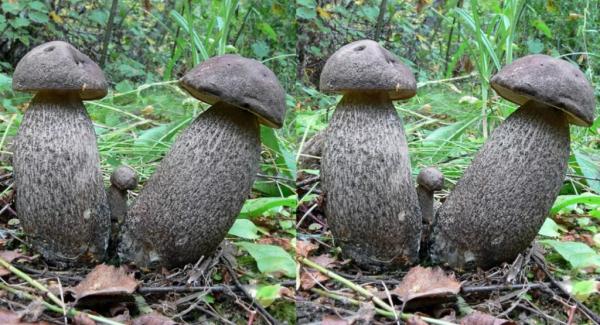 Подосиновики: 55 фото грибов, описание, съедобные или нет, где растут, когда, польза и вред