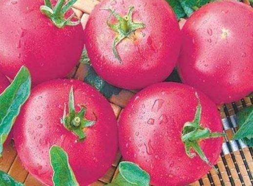 Томат малиновый (розовый) Ляна: описание сорта, фото, отзывы