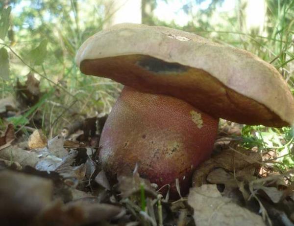 Белые грибы синеют на срезе: 11 видов и как понять, что съедобно, а что нет