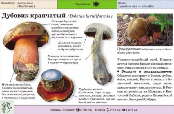 Отличия подберезовика от белого гриба: одно и то же или нет, в чем разница + 23 вида с фото