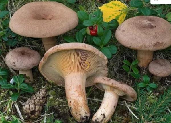 Когда и где растут грибы, когда лучше собирать + 20 фото, описание