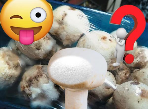 Можно ли есть грибы, которые при хранении покрылись белым пушком