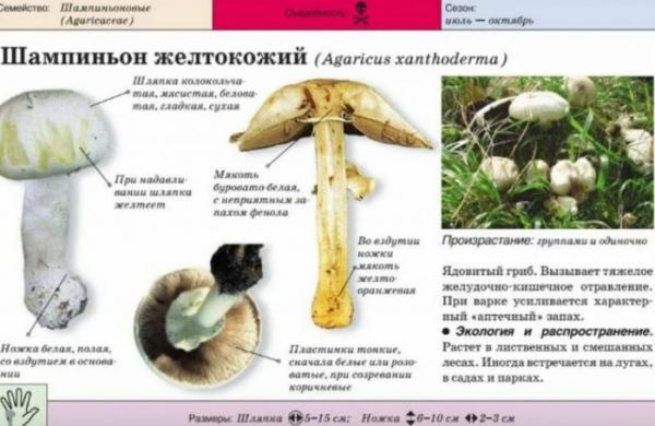 Шампиньоны королевские (бурые шляпки): фото, описание, отличия от белых грибов