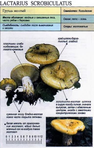Белый мухомор: описание, фото, отличия от гриба скрипки, загрузка и др
