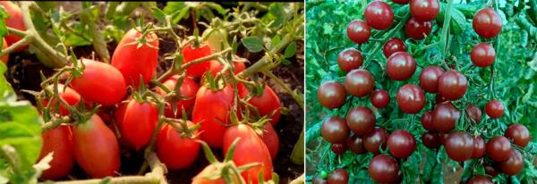 Как мы высаживали рассаду помидоров в грунт сейчас в мае