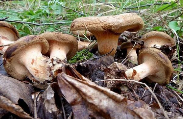 Свиные грибы: 38 фото, описание, где и когда растут, польза и вред, калорийность, симптомы отравления