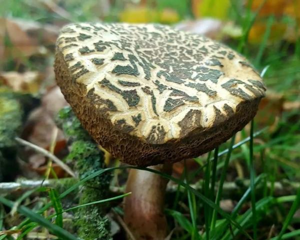 Белый сосновый или боровый гриб: фото, описание, где и когда растет, отзывы