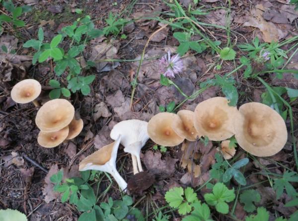 Говорящие грибы: 6 видов с описанием в таблицах + 91 фото, когда и как собирать