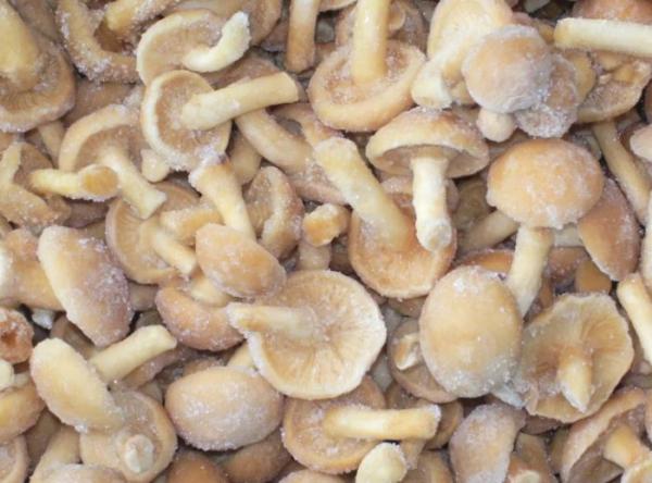 6 способов заморозить грибы на зиму: свежие, вареные, бланшированные, жареные, тушеные, икра