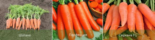 Выращивание моркови в открытом грунте