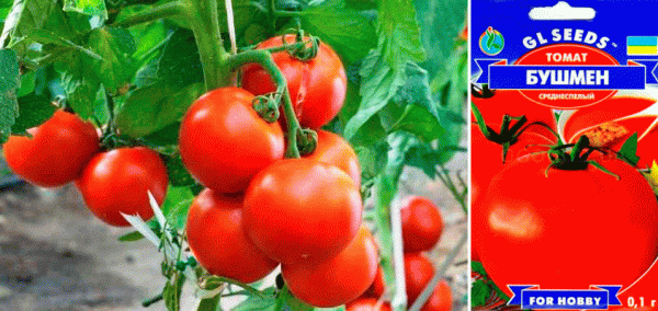 Стандартные томаты: 35 сортов