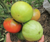 Томат малиновый картофель: описание сорта, фото, отзывы